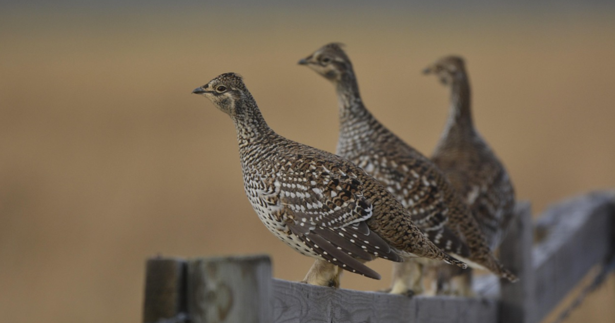 Grouse - Glorious 12th