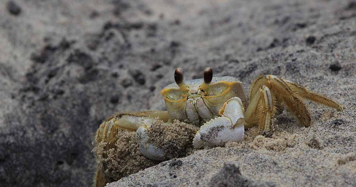 A crab in the sand.