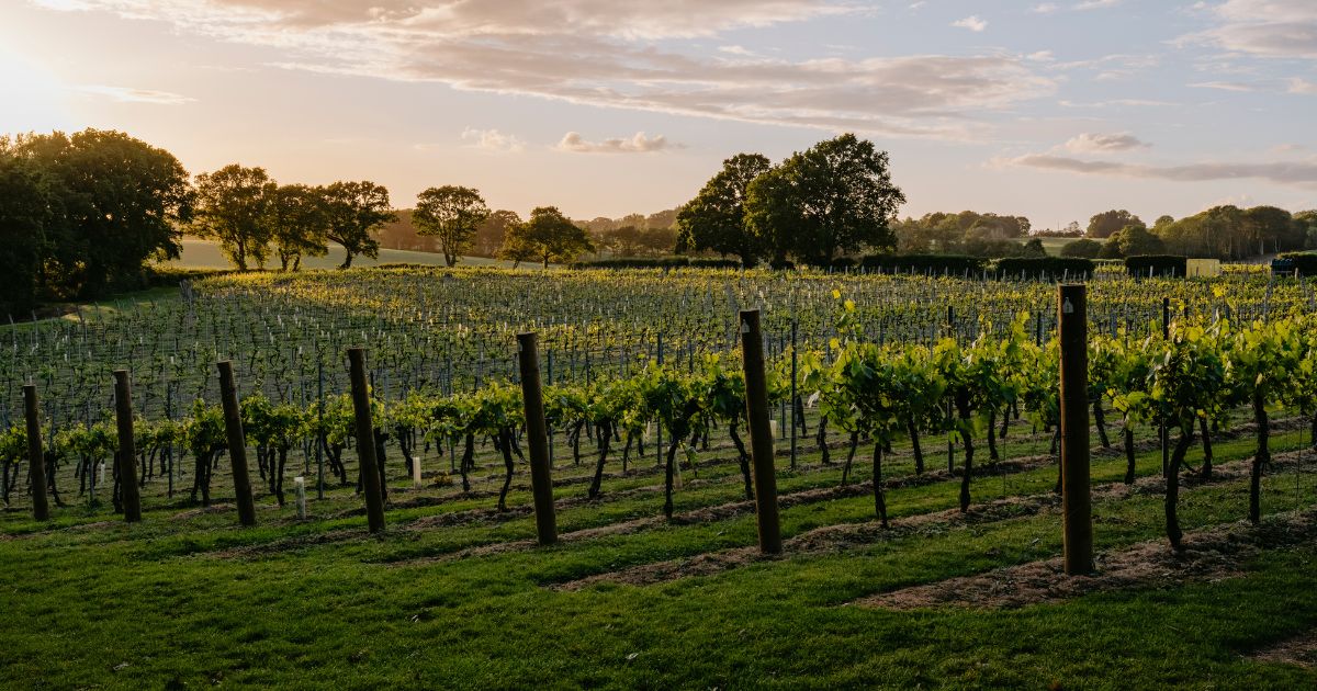 Vineyard at Chapel Down
