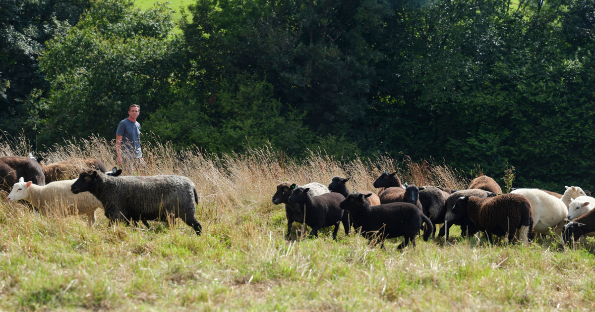 Dan Cox on Crocadon farm
