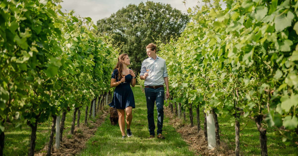 Gusbourne Vineyard