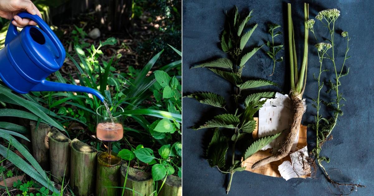 Herbs that make Feral and drink being poured through a watering can