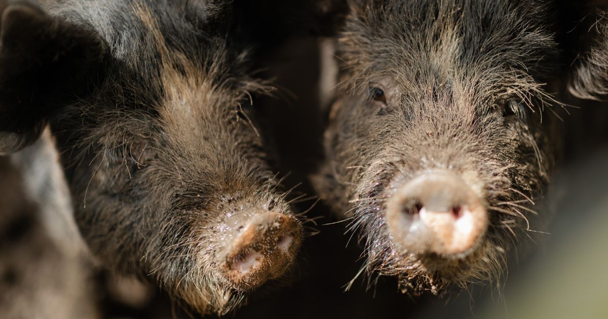 Pigs at The Boat
