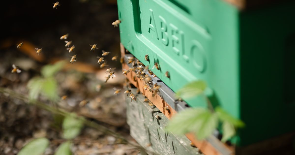 Bees at The Boat