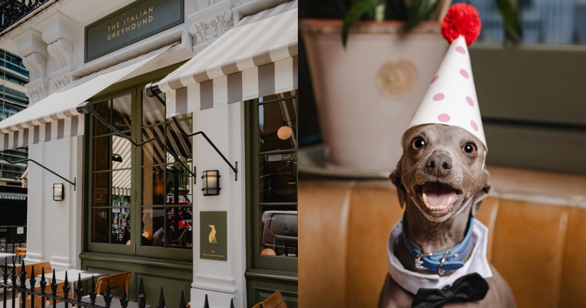 The Italian Greyhound